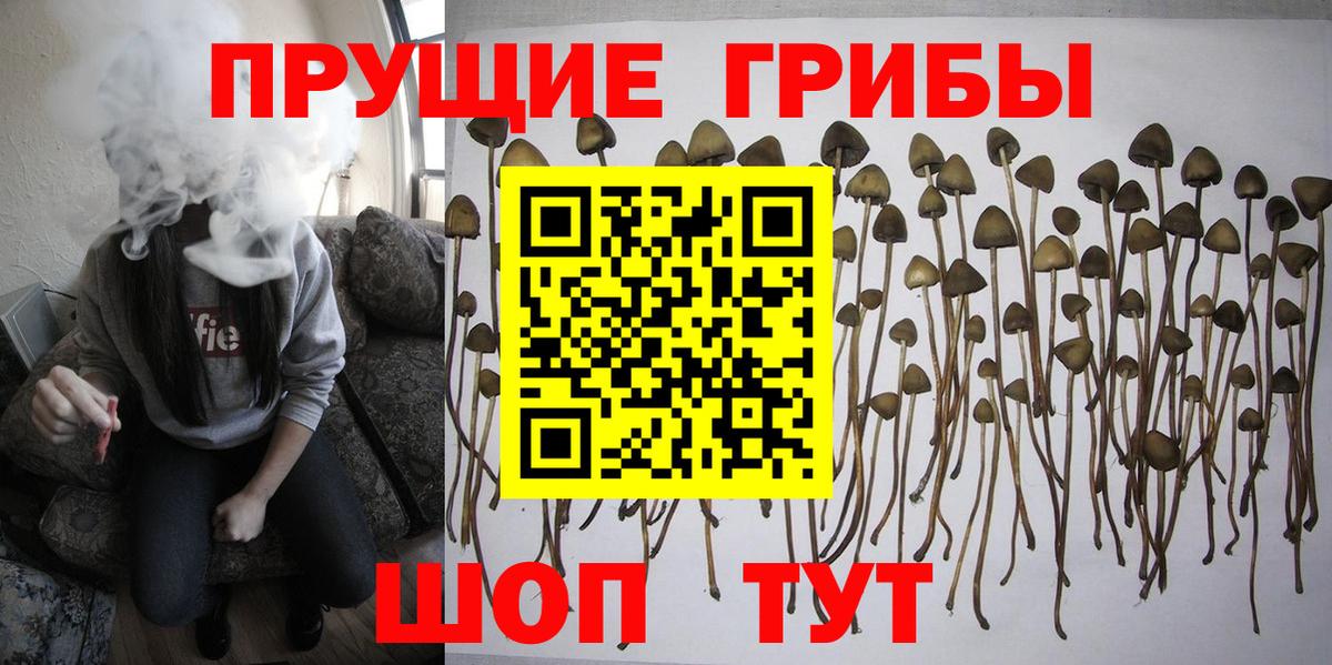 Галлюциногенные грибы Psilocybine cubensis Курчалой