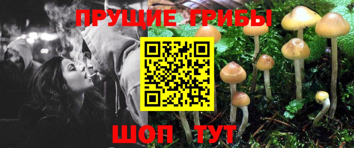 Галлюциногенные грибы GOLDEN TEACHER  Вход с VPN  где продают   Курчалой  Псилоцибиновые грибы GOLDEN TEACHER 